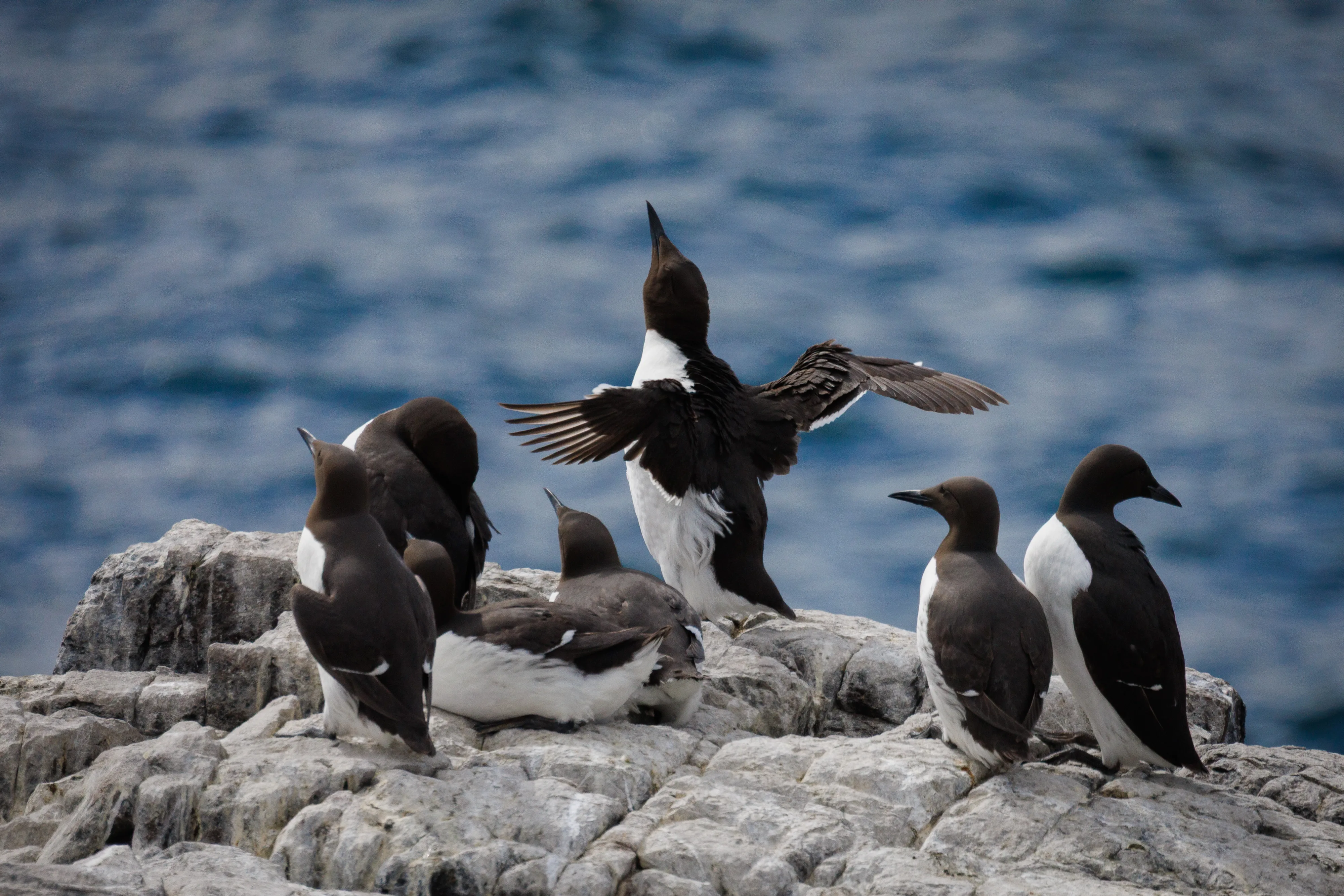 Guillemot Stretch