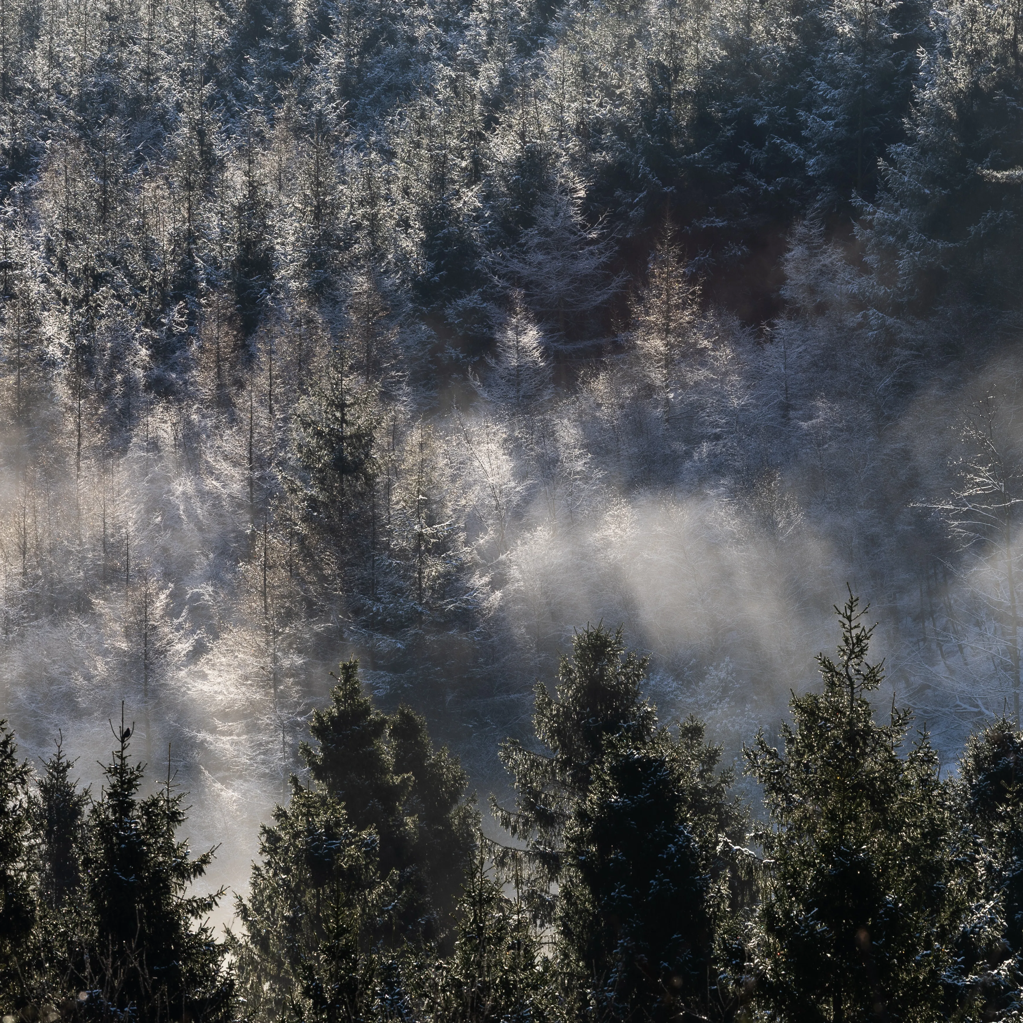 Misty Trees