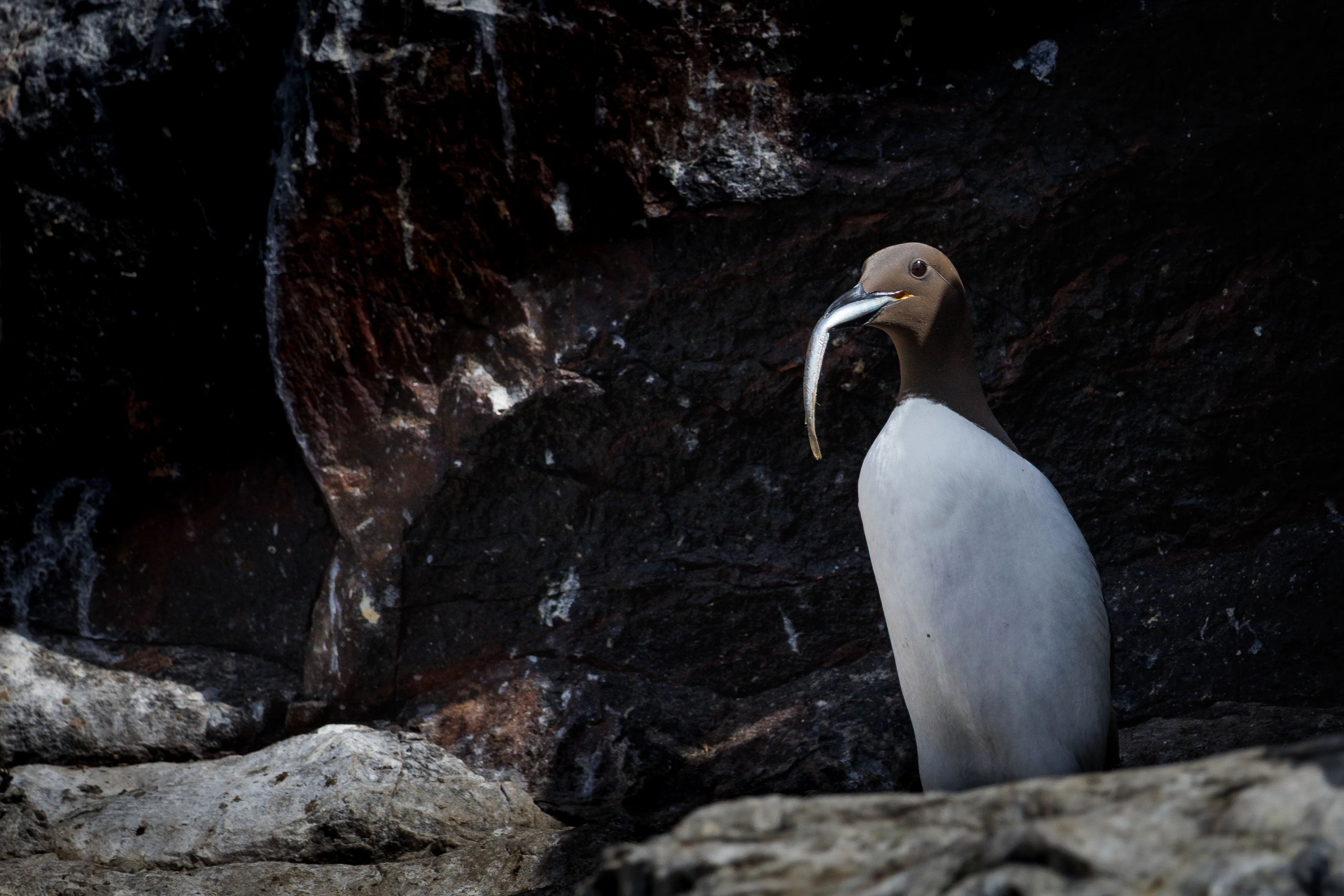 Guillemot Fishy Tongue