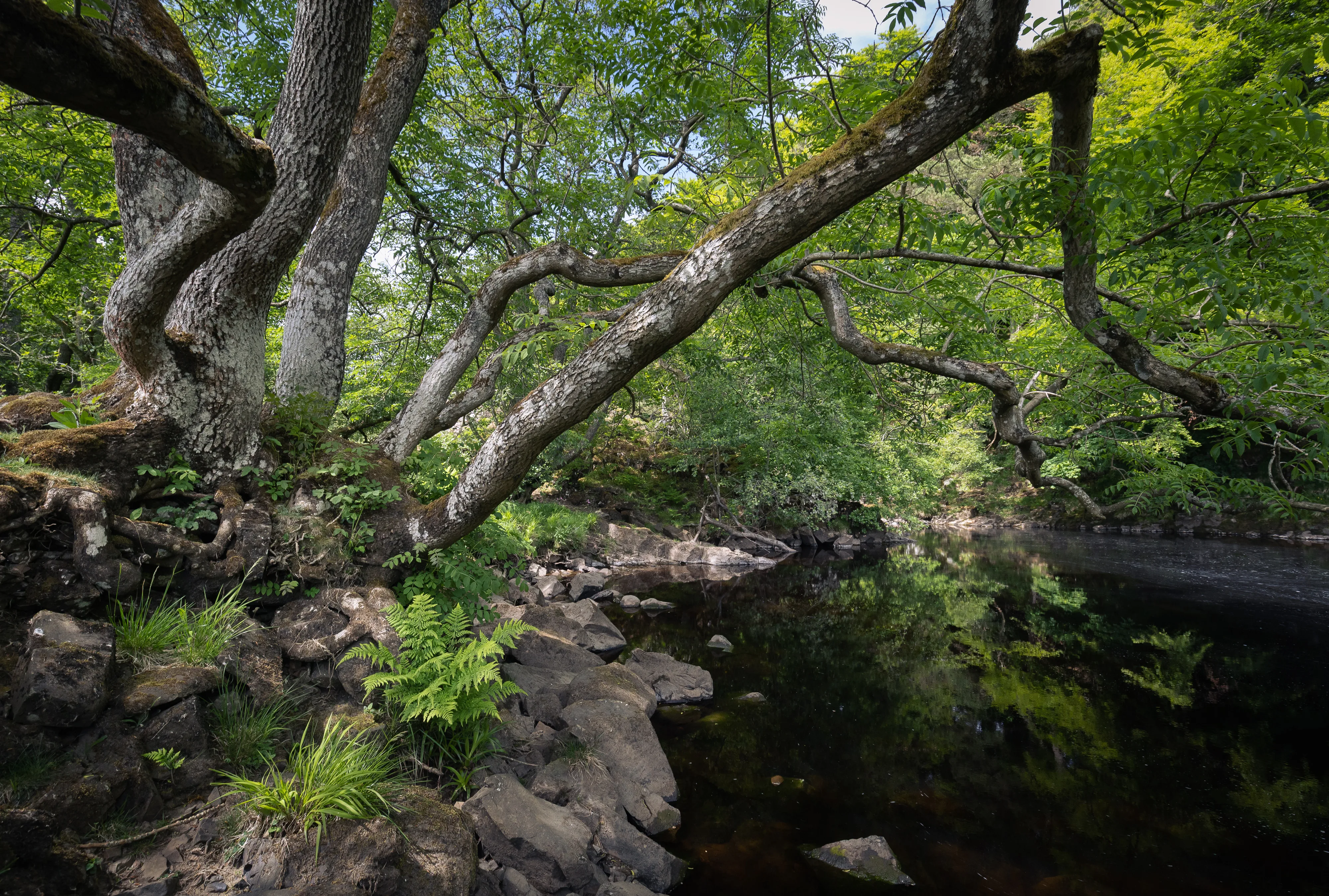 Low Force Trees