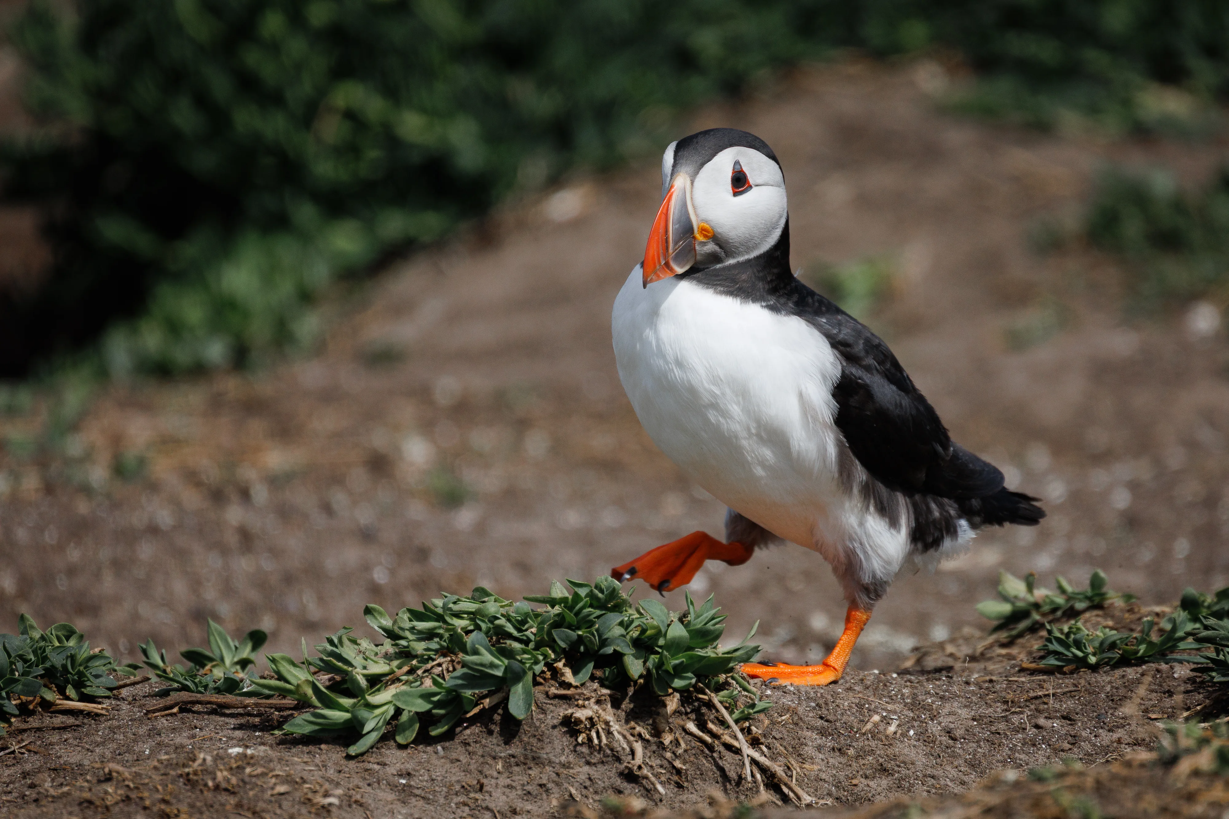 Farne Island Puffin