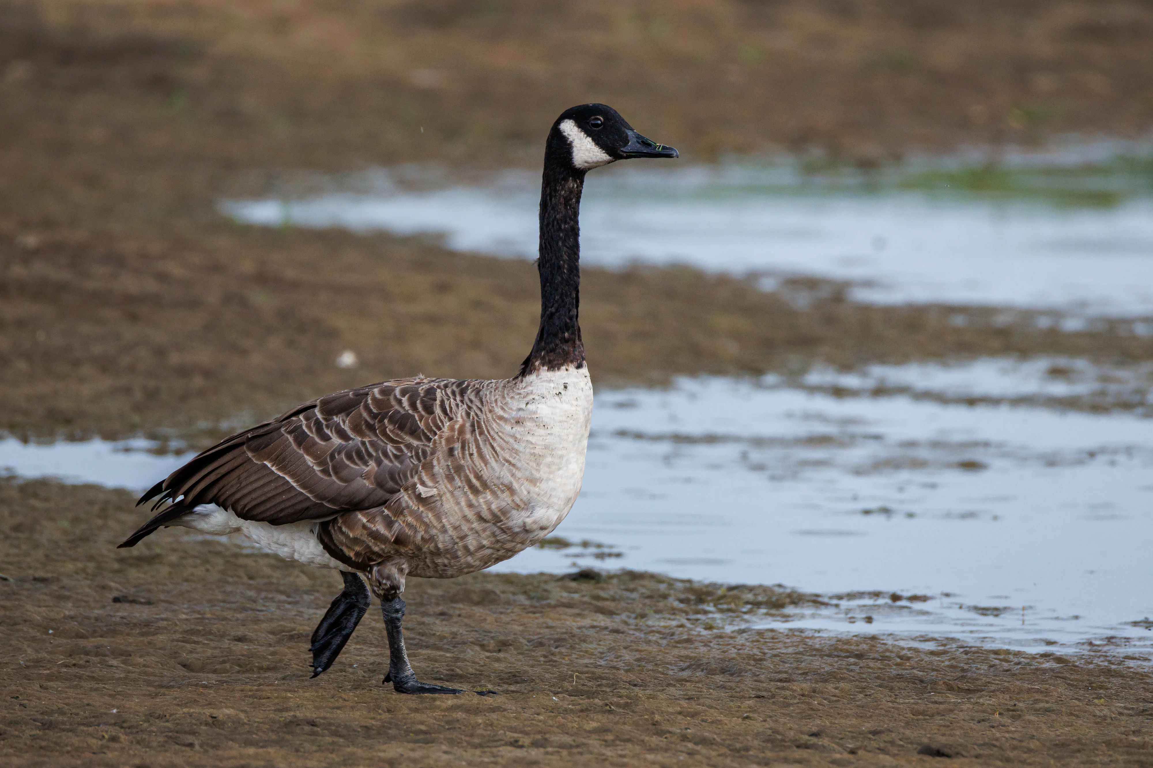 Canada Goose on a walk