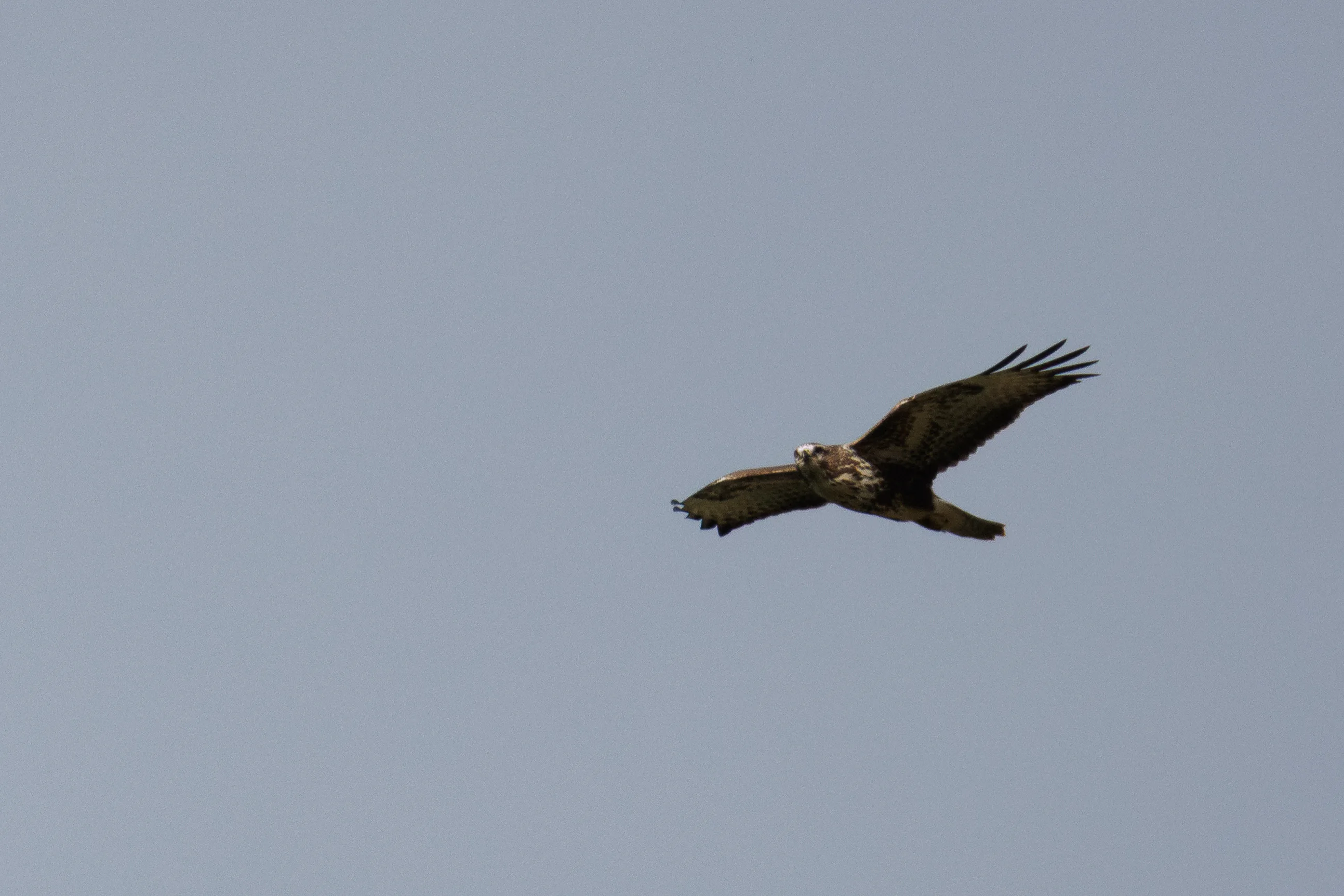 Scribbles Wood Buzzard