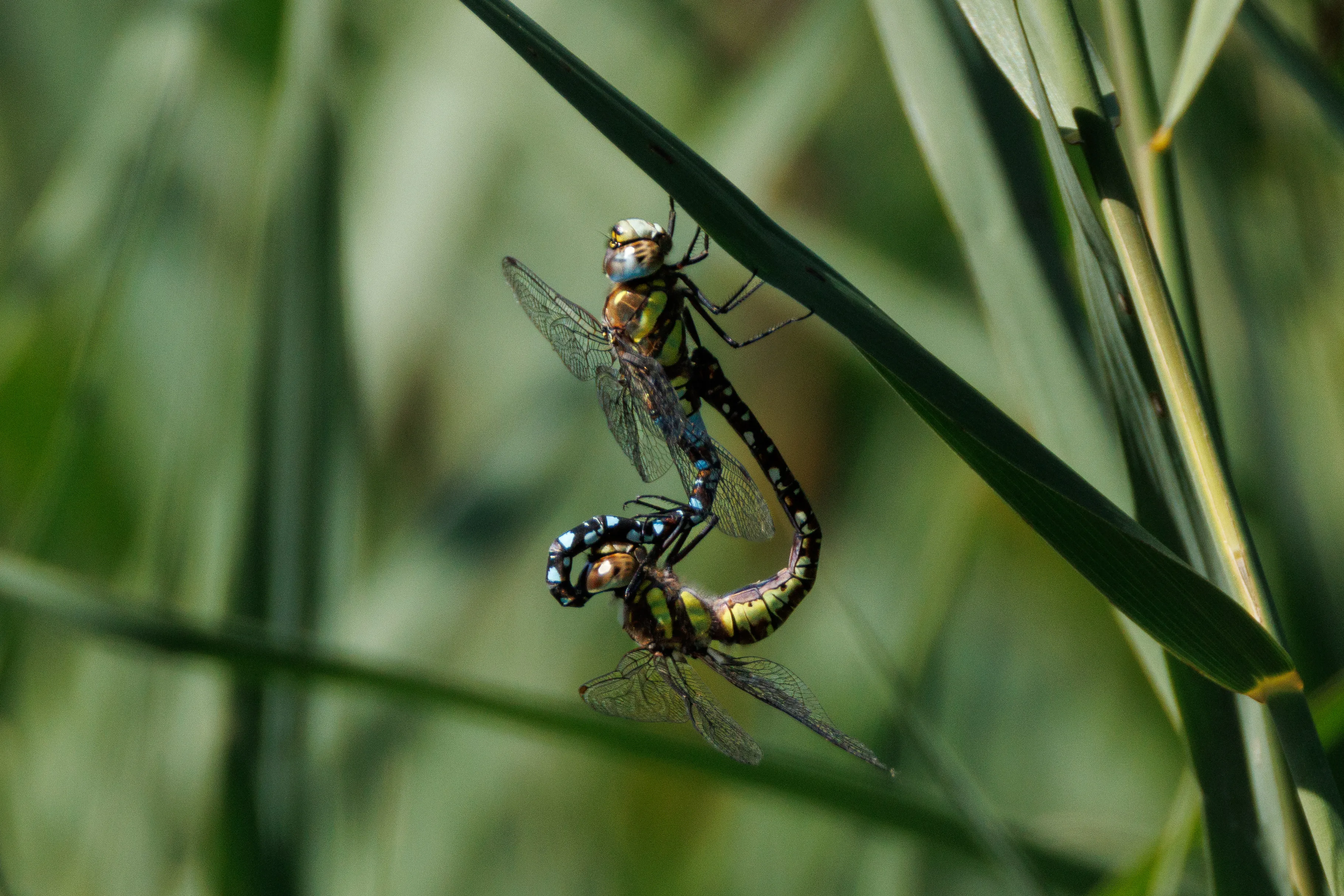 Migrant Hawkers at Saltholme